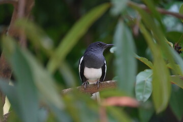 The Oriental Magpie Robin (Copsychus saularis) is a small, attractive songbird found across South...