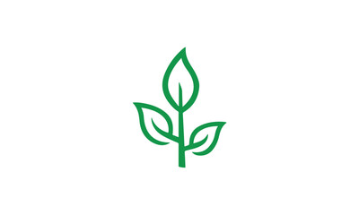 plant isolated on white