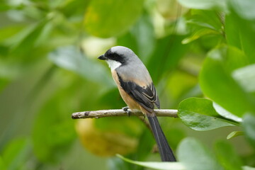 The Grey-backed Shrike (Lanius tephronotus) is a medium-sized passerine bird belonging to the...