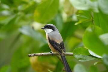 The Grey-backed Shrike is a medium-sized bird known for its keen hunting ability and striking grey, black, and white plumage&mdash;often spotted perched in open woodland or fields. 