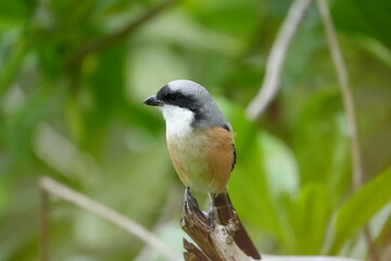 The Grey-backed Shrike (Lanius tephronotus) is a medium-sized passerine bird belonging to the...
