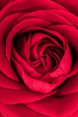 close up of red rose