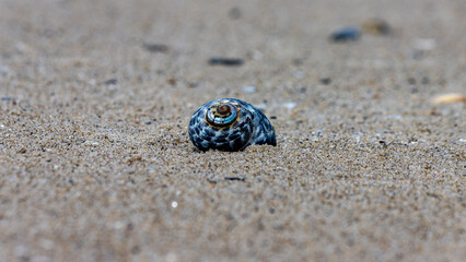 close up of a blue shell on sand