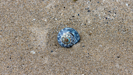 close up of a blue shell on sand