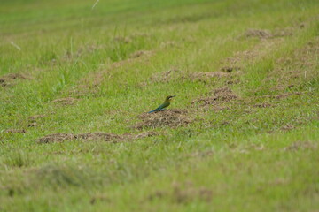 The Blue-tailed Bee-eater (Merops philippinus) is a brightly colored bird known for its stunning plumage and remarkable acrobatics while catching insects mid-flight. It belongs to the family Meropidae