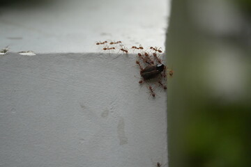 Ants Carry Food 