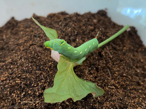 closeup little green glassworm eating leaf on soil