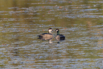 a pair of green pygmy-geese swimming together on a billabong at tyro wetlands at ingham of qld, australia