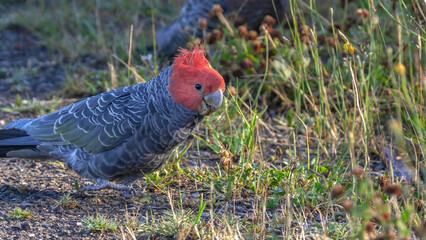 a close up shot of a male gang-gang cockatoo feeding on the ground in kosciuszko national park in...