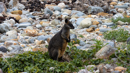 Pademelon at Mimosa Rocks National Park, NSW