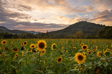 Sonnenblumenfeld mit Blick auf die Burg Teck und Limburg bei Weilheim an der Teck.