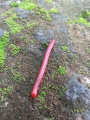 Millipedes are animals that belong to the subphylum Myriapoda, living in wood and damp areas.