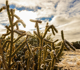 Fototapeta premium Fresh Snowfall on Cholla Cactus, La Cieneguilla Petroglyphs, Santa Fe, New Mexico, USA