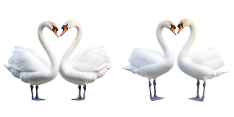 Swan couple forming heart symbol of love, showcasing elegance and beauty