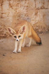Le fennec