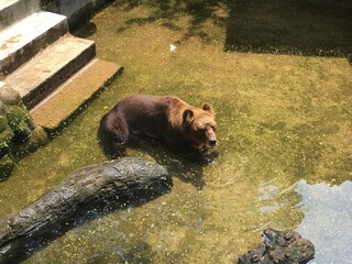 brown bear in the woods