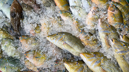 沖縄の市場に並んだ新鮮でカラフルな魚