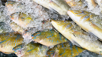 沖縄の市場に並んだ新鮮でカラフルな魚