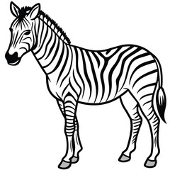 a zebra  vector on white background