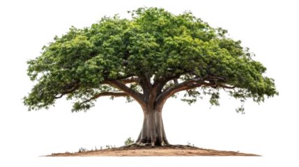 Fotobehang baobab tree transparent background © Krtola 