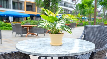 Tropical Plant on Patio Table Outdoor Cafe Setting