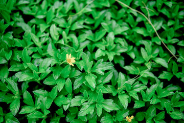 green leaves background