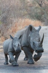 Fototapeta premium trotting rhino with baby