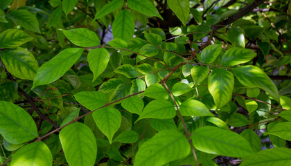 Green Leaf Texture of Starfruit Plant