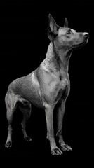 Dynamic shot of a Belgian Malinois on a black background.

