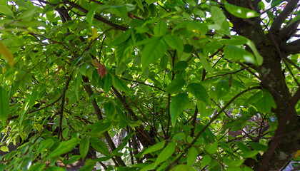 Obraz premium Green Leaf Texture of Starfruit Plant