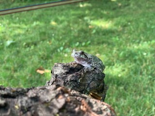 Tree frog on a tree
