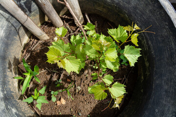 Top View of Newly Grown Grapevine in Pot
