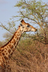 giraffe eating grass