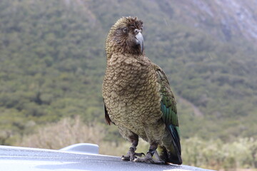 Kea mountain alpine parrot from New Zealand