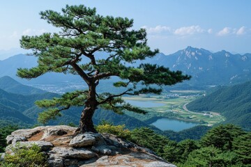 Korean pine tree growing on a cliff overlooking a valley in south korea