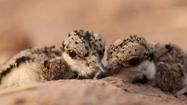 Two Chick of Red-wattled Lapwing brown fur babies playing