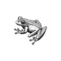 frog vector art and illutration design