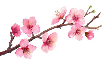 pink cherry blossoms