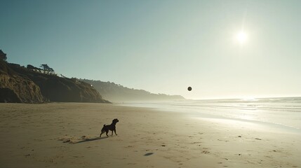 Dog playing fetch on a sunny beach near cliffs