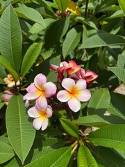 pink tropical frangipani flower