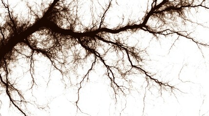 Fototapeta premium Abstract Bare Branches Winter Tree Silhouette