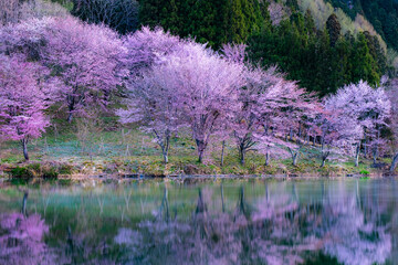 中綱湖の桜