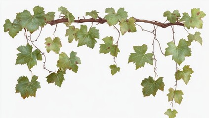 Obraz premium Vine branch with green leaves isolated on white background. (2)