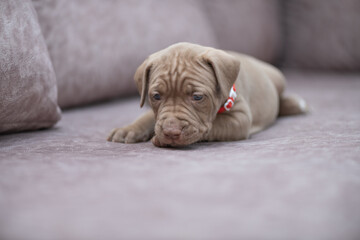 Portrait of a beautiful American Pit Bull Terrier puppy.