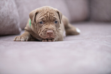 Portrait of a beautiful American Pit Bull Terrier puppy.