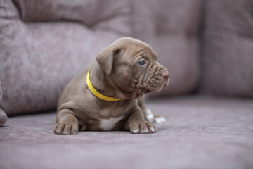 Portrait of a beautiful American Pit Bull Terrier puppy.