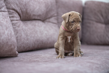 Portrait of a beautiful American Pit Bull Terrier puppy.