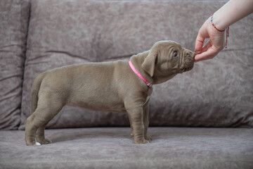 Portrait of a beautiful American Pit Bull Terrier puppy.
