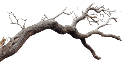 a large. gnarled tree branch with bare branches extends to the right the bark is a rough. dark brown the branch is isolated on a transparent background