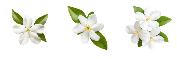 Delicate white jasmine flowers with green leaves, fragrant and beautiful